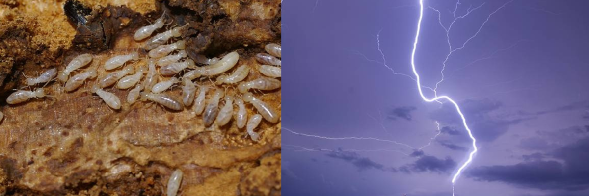 CHỐNG MỐI, CHỐNG SÉT CHO CÔNG TRÌNH CÓ CẦN THIẾT HAY KHÔNG ?